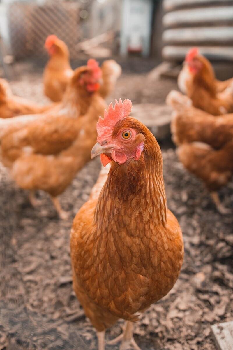 Poultry farm workforce environment